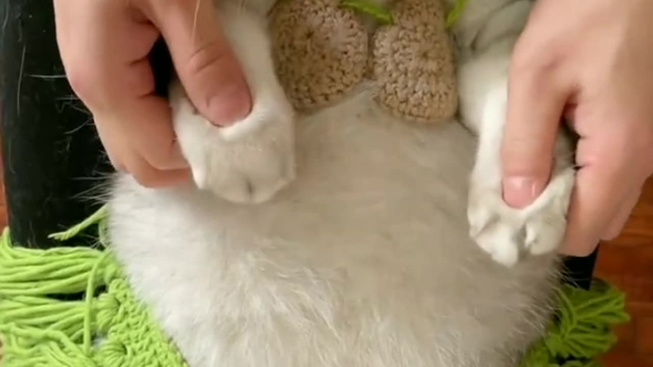 Cat dance 🐈💃