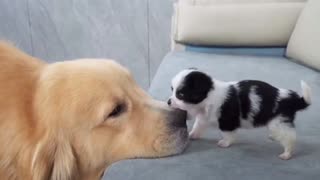 Attack: 100 / Damage: 0