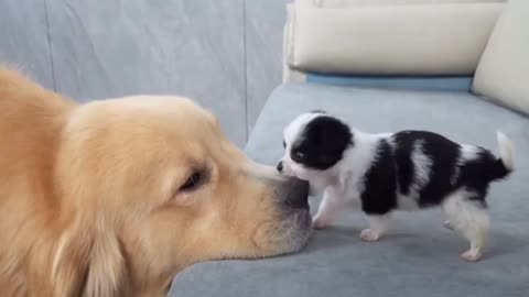 Attack: 100 / Damage: 0