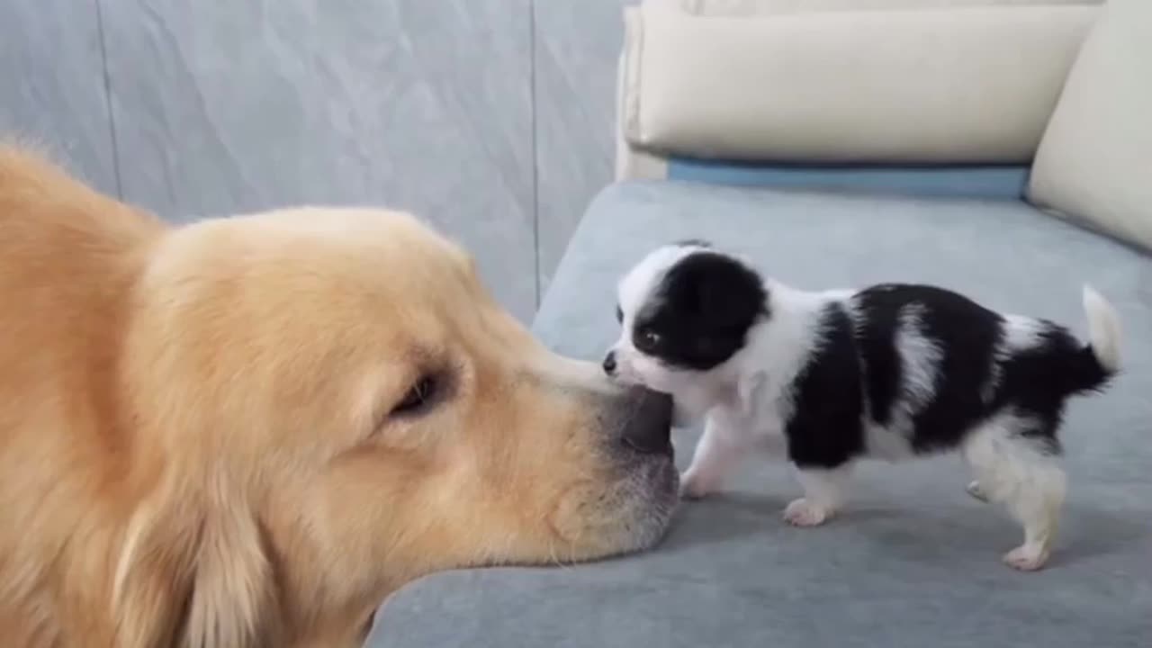 Attack: 100 / Damage: 0