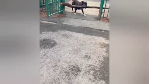 funny video