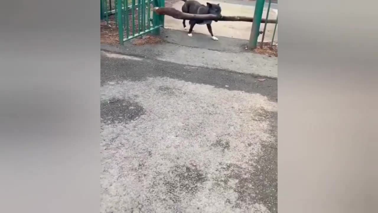 funny video