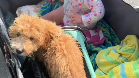 🐶🚗 The Rational Explanation You Never Heard About Dogs & Cars! | FunFM