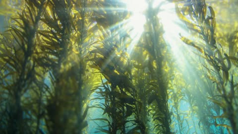 ‎Ancient Sea Dragon Rebuilt in Stunning 3D Scan | BBC Earth