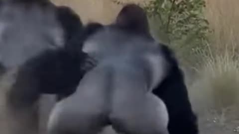 When one doesn't want to fight, two can't fight 🤣