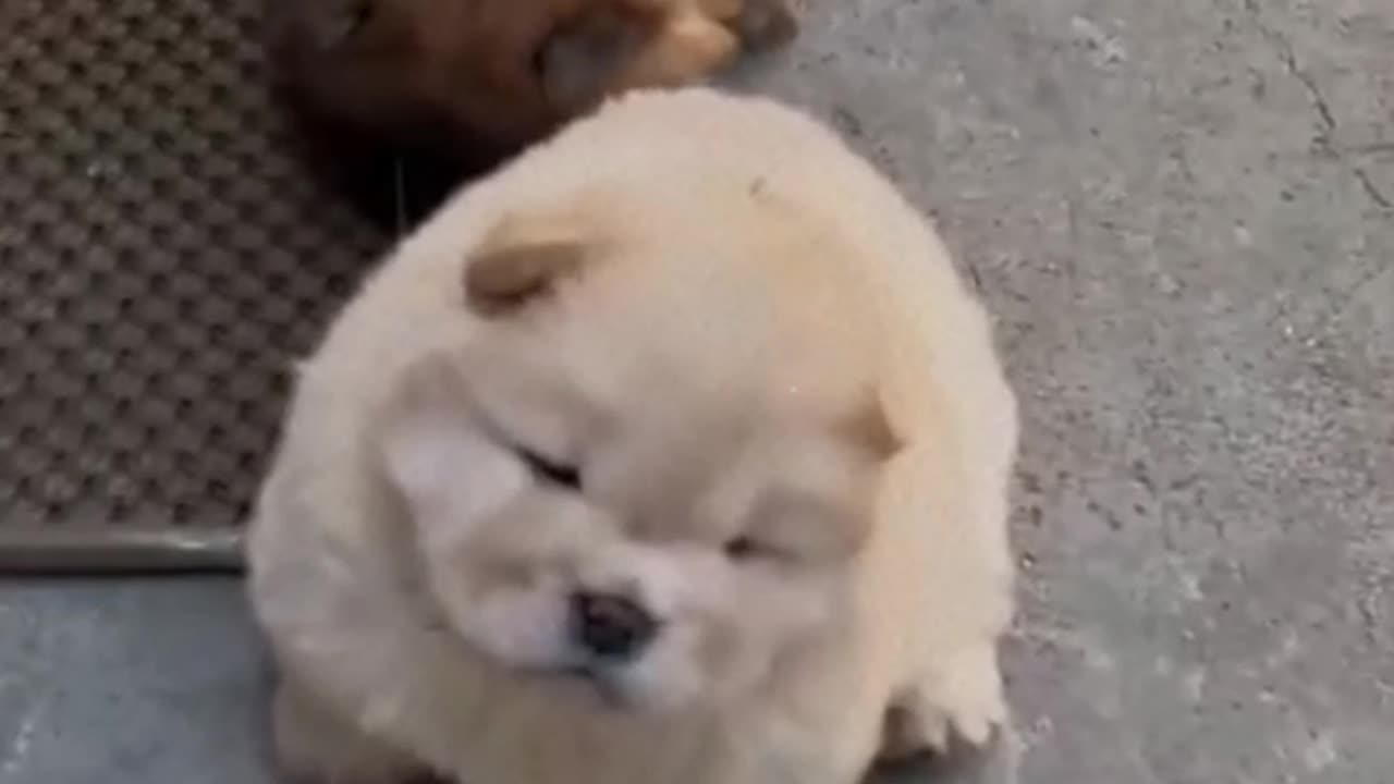 Dogs Understand Your Emotions!