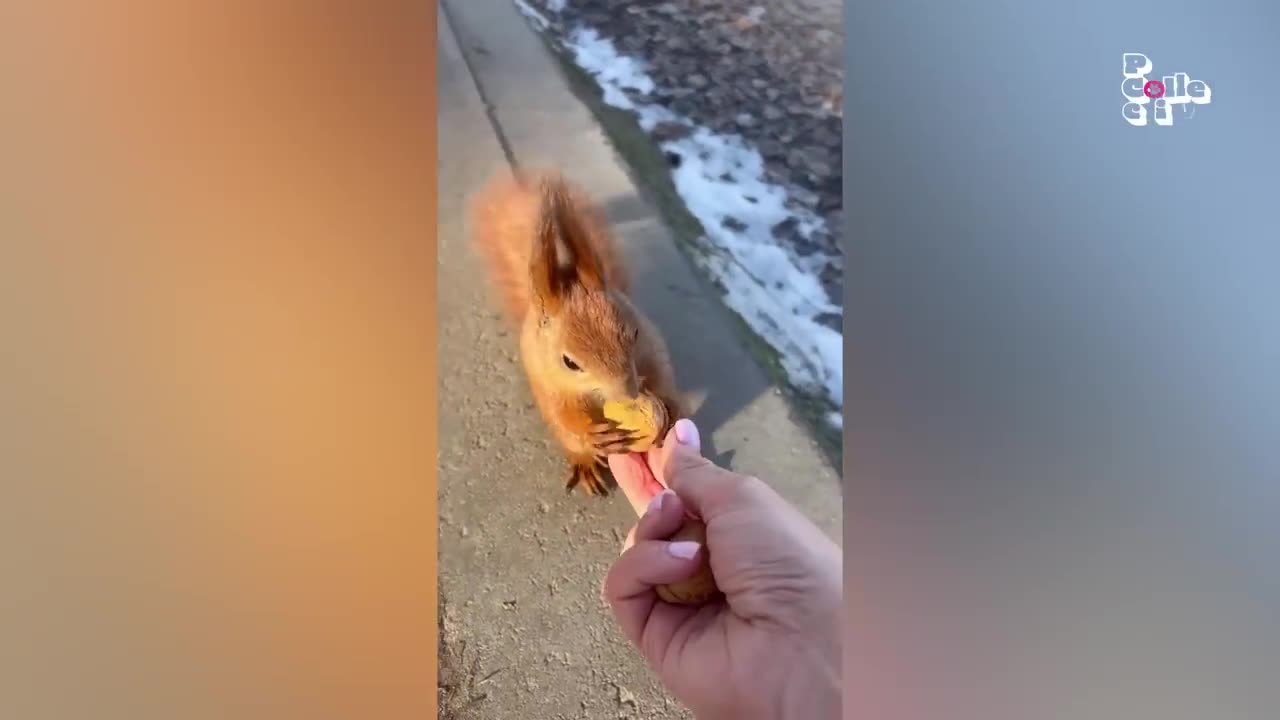 Funniest Pets of the year.....