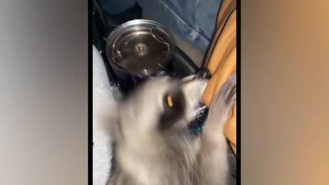 Best Funny Animal Video.