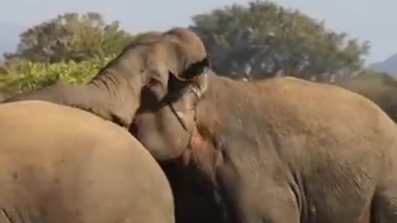 Clash of Giants The Battle of the Wild Elephants Elephant soul