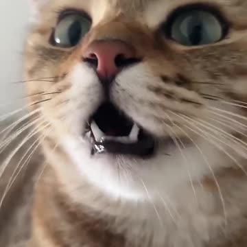 Kitten meowing to attract cats