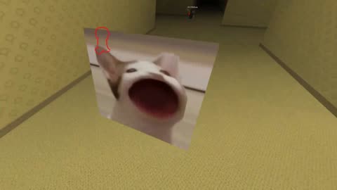 Beluga Cat In Backroom Chase