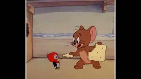 Cat mouse fight seen