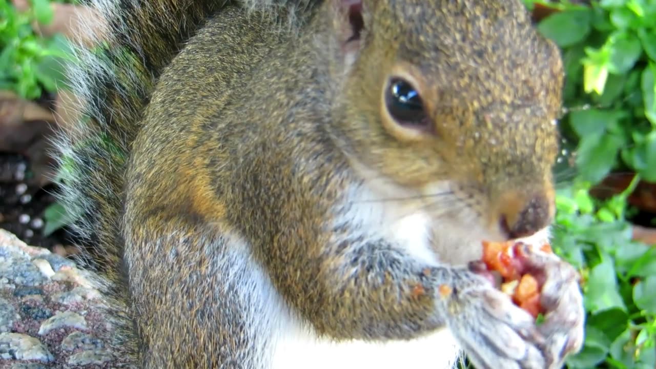 Squirrel 🐿️ eating a nut 🥜 . Cute moment.