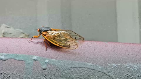Cicadas Are So Loud This Year June 1st 2025