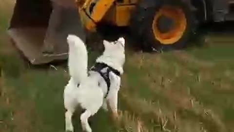 Amazing: Animal warning to humans #dogs #rescue #animals