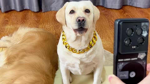 狗子：算你狠，这次算我载了Doggy: You're ruthless. I'll call it a loss this time.