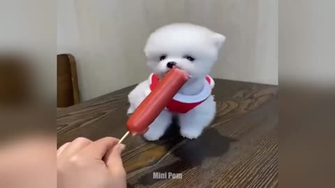 Cute & Funny Animals
