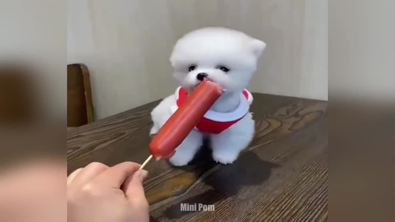 Cute & Funny Animals