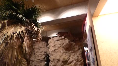 Dad is getting stalked by the rare stuffed museum cat!