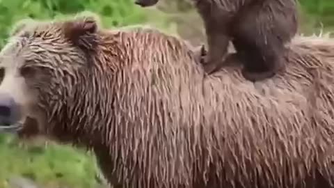 Bear family