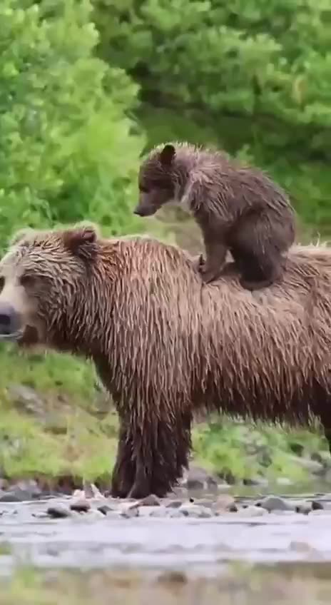 Bear family