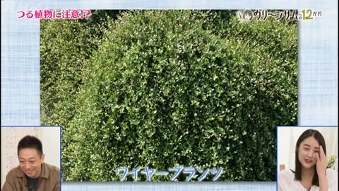 趣味の園芸 山本美月 グリーンサムへの12か月（4）「葉っぱの個性を見抜く！」