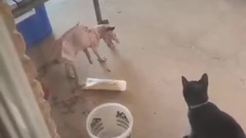 krazy kitty