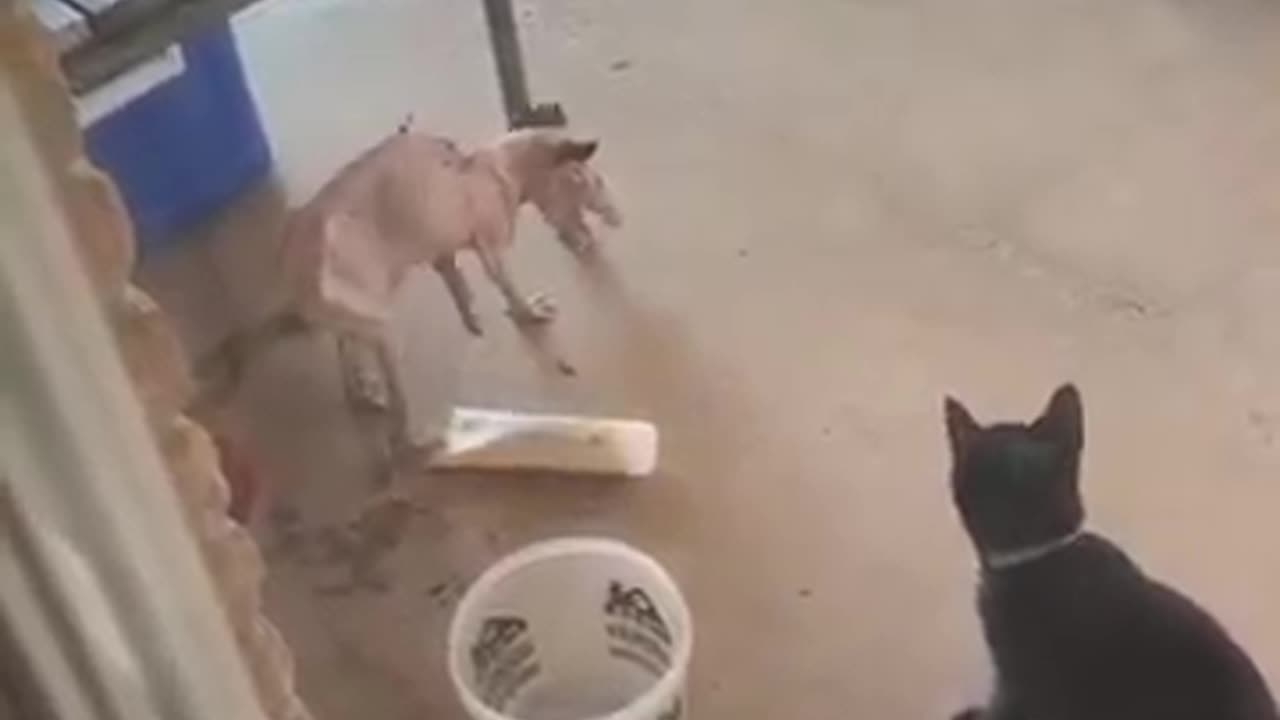krazy kitty