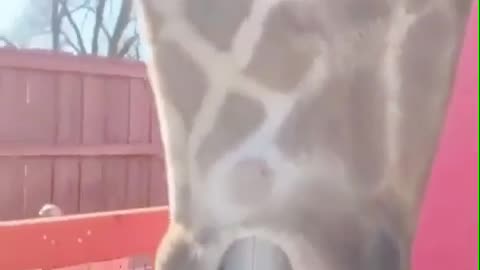 🤯🦒 Wait, Giraffes Can Do THAT?! | FunFM