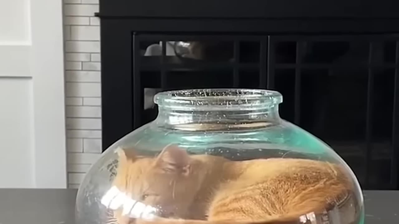 Animals Funny Video