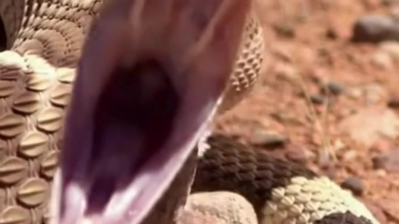🐍 This Snake Moved So Smoothly… It’s Impossible to Look Away 👀✨