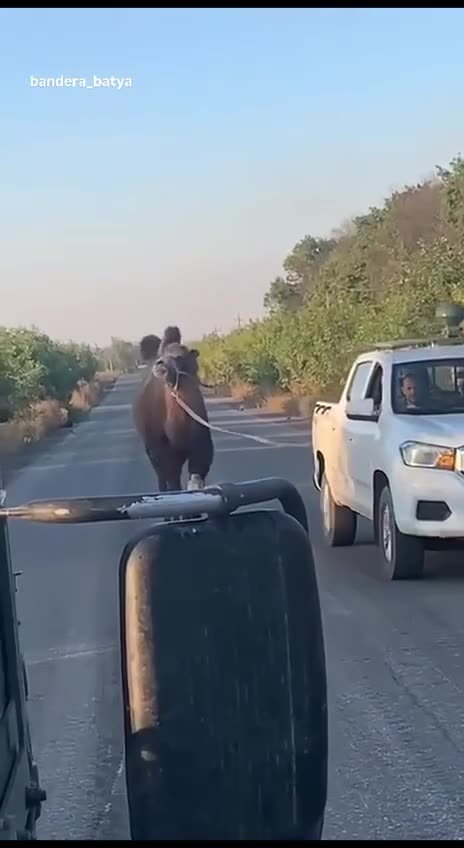 🇺🇦🐫 Modern Ukrainian contrasts. Some save a camel, others repair equipment…