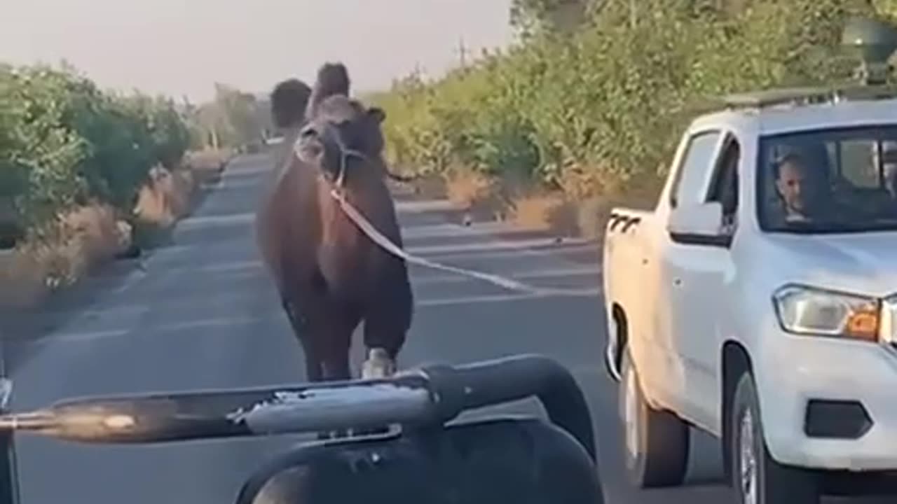 🇺🇦🐫 Modern Ukrainian contrasts. Some save a camel, others repair equipment…