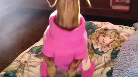 Fur babe Drops it like its Hot!