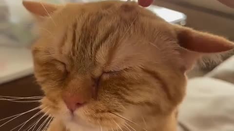 😂🤣 Head Bobbing 😂🤣 | FunFM