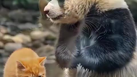 Amazing Cat 52