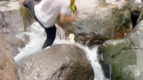 Dog's Comedy Videos 🤣 so cute videos and puppies comedy 😂 Live Camera HD🙃 funny puppies comedy😂