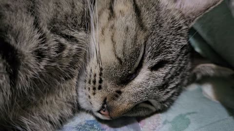 #003: Resting close up. 08-20-2025