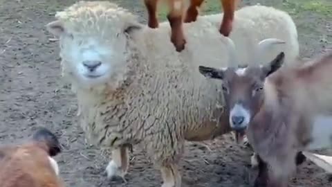 🐐👑 Real G.O.A.T? Watch This Animal's Skills! | FunFM