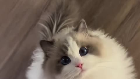 Most Beautiful Cat Ever – Absolutely Adorable! 😻