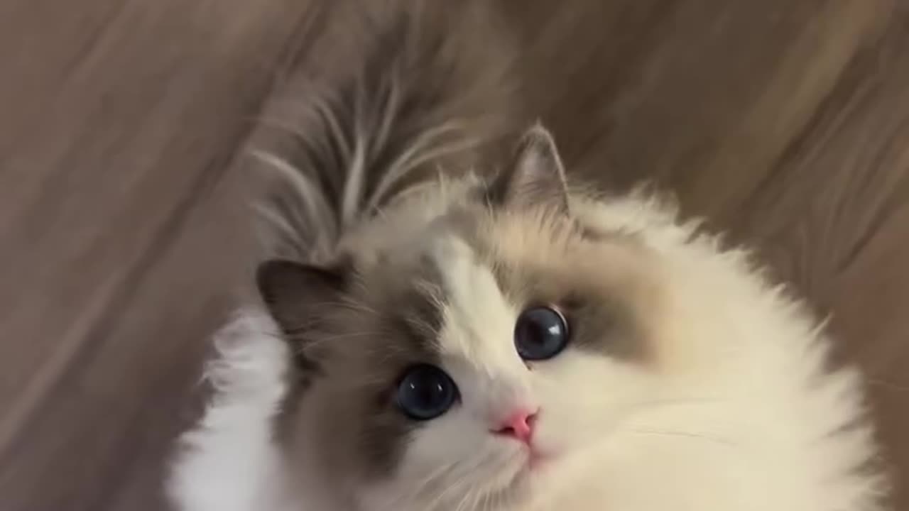 Most Beautiful Cat Ever – Absolutely Adorable! 😻