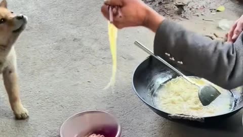 Puppy: Give me a bowl of noodles, too