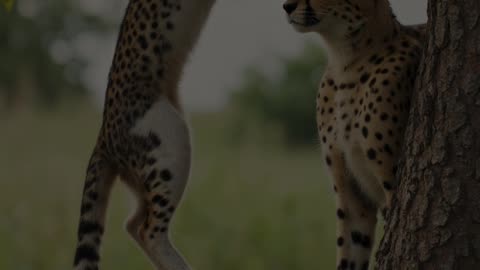 Luna and Cheetah A Friendship Beyond Worlds