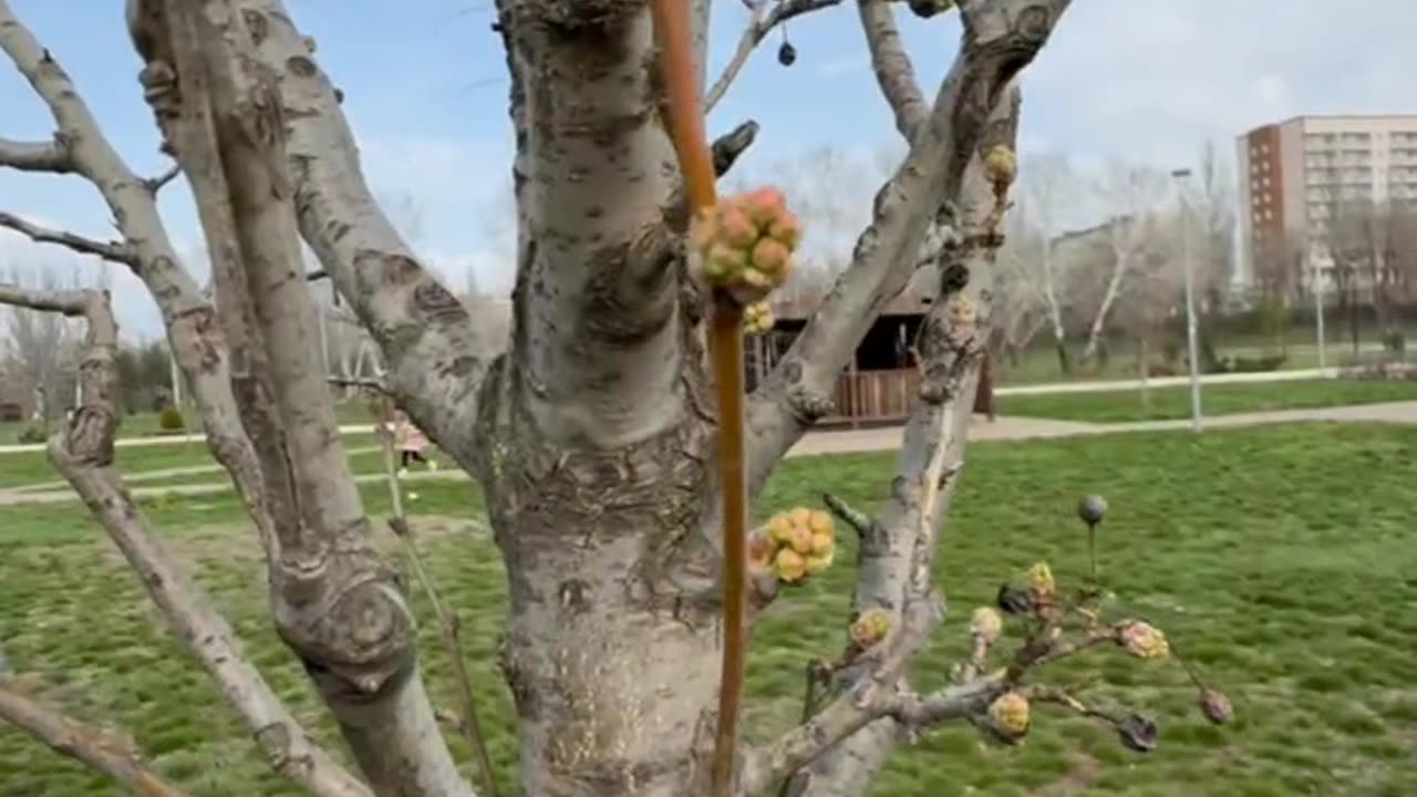 Spring in Mariopol