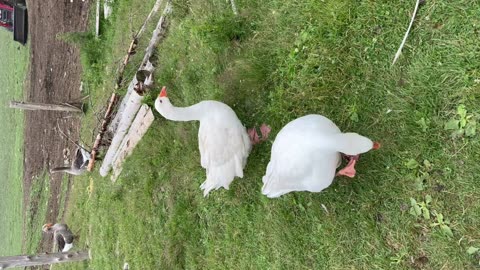 Geese 🪿 Ducks 🦆 Belding Hill Farms