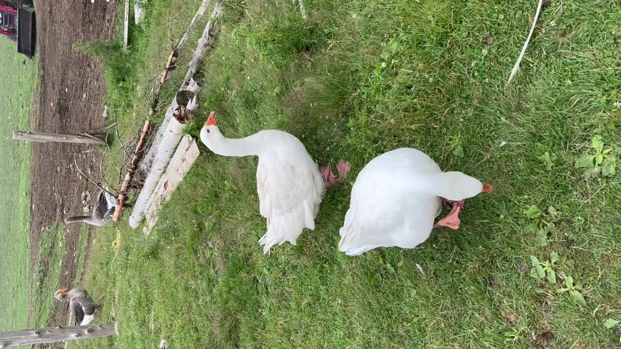 Geese 🪿 Ducks 🦆 Belding Hill Farms