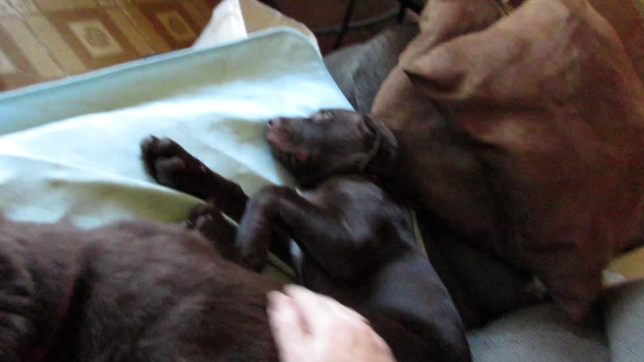 The sleeping sisters