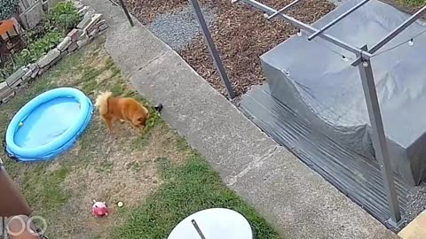 😂🐶 Dog Rearranging the Garden is HILARIOUS! | FunFM