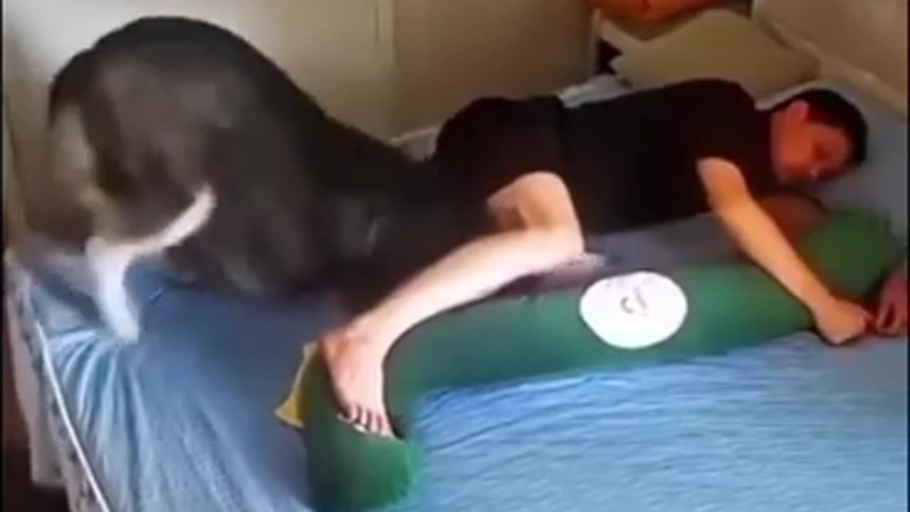 😂🐺 Husky vs Pillow - Who Wins? | FunFM