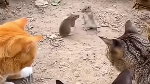 Rats fighting and cats being spectators